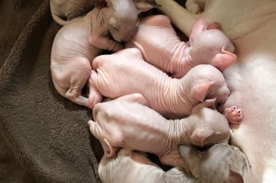 Cheap Sphynx Kittens for sale $500 Near Me