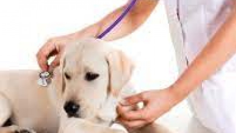Global Veterinary Diagnostics Market Size, Status and Forecast 2021-2027
