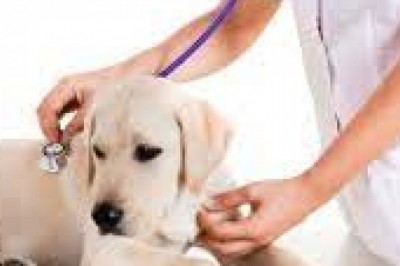 Global Veterinary Diagnostics Market Size, Status and Forecast 2021-2027