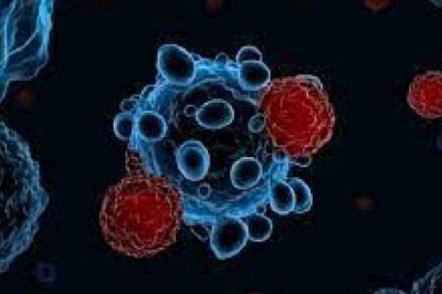 The Lentivirus Is Used In Gene Transfer Techniques To Deliver The Desired Genes Into Cells With The Assistance Of Lentiviral Vectors