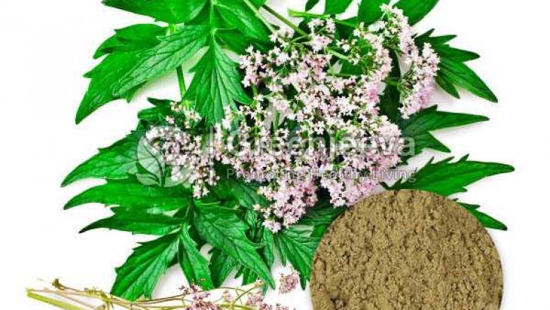 Valerian Extract Powder