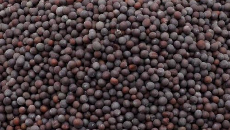 What are the Trends and Drivers in Mustard Market?