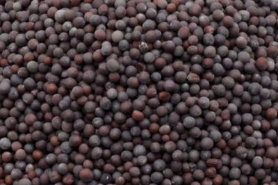 What are the Trends and Drivers in Mustard Market?