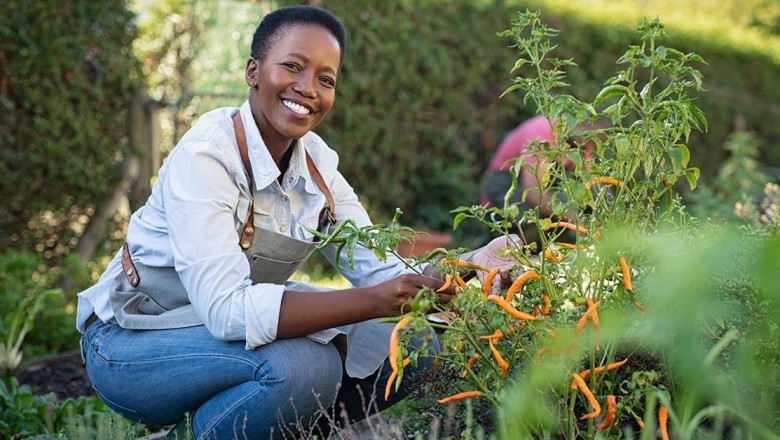 The Basics of Japanese Gardening