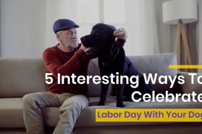 5 Interesting Ways To Celebrate Labor Day 2021 With Your Dog