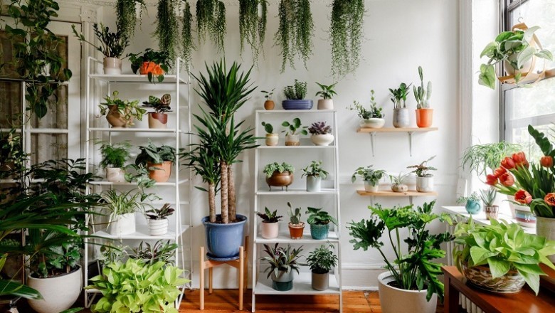 Analysis and Insights of Indoor Plants Market
