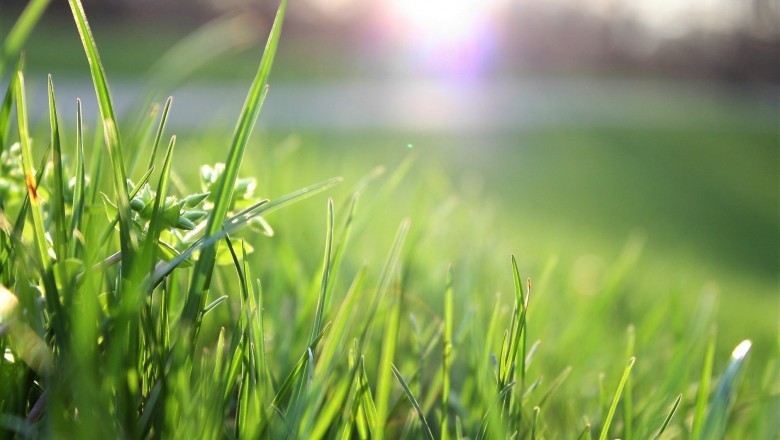 Lawn Care Maintenance Dubai | AJ Landscape