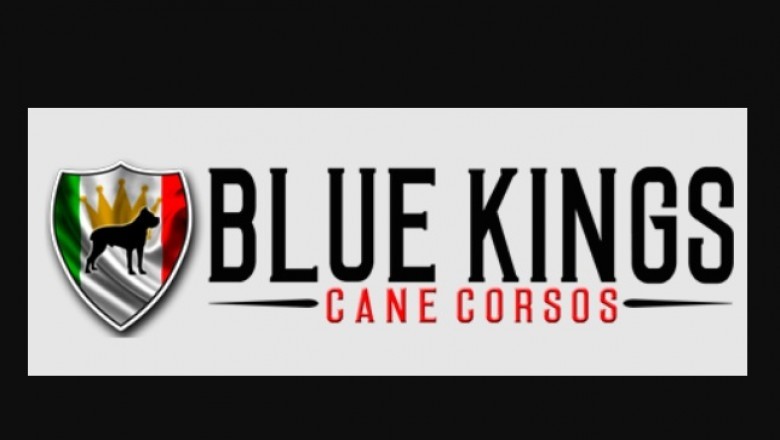 What You must Know About the Cane Corso