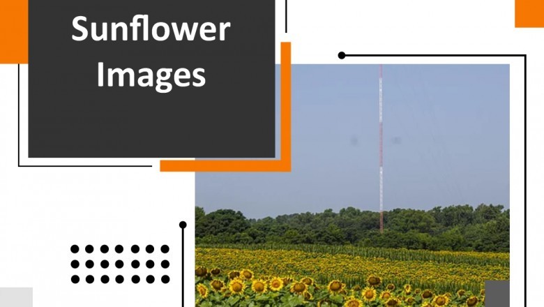 Importance Of Pictures In Advertising