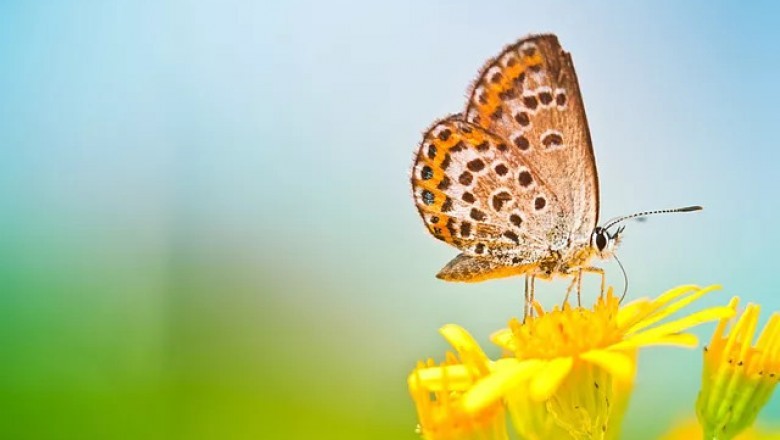 Read This Article to Know About a Company Offering Exterminator Services