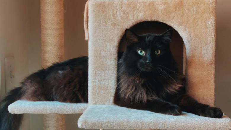 Top 3 Reasons for Which You Need to Find a Top-Quality Cat Scratching Post