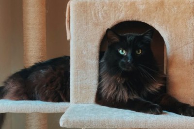 Top 3 Reasons for Which You Need to Find a Top-Quality Cat Scratching Post