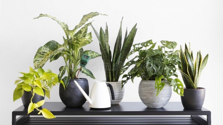 Sansevieria Plant: Everything You Want To Know