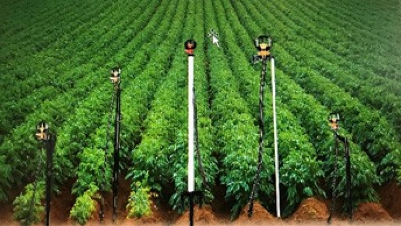 Micro Sprinkler for Vegetables Cultivation at Small Farms
