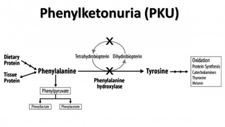 Global Phenylketonuria (PKU) Market Size, Manufacturers, Supply Chain, Sales Channel and Clients, 2021-2027