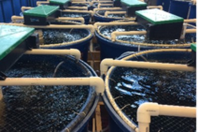 Aquaculture Water Treatment Systems and Recirculating Aquaculture Systems (RAS) Market : In-Depth Insights