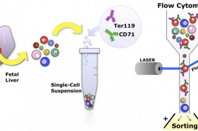 Flow Cytometry Market Future Trends and Opportunities Expected to Reach $7,027 Billion by 2022