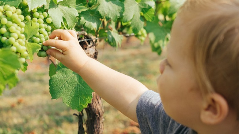 Wine Tasting & Tour OKC