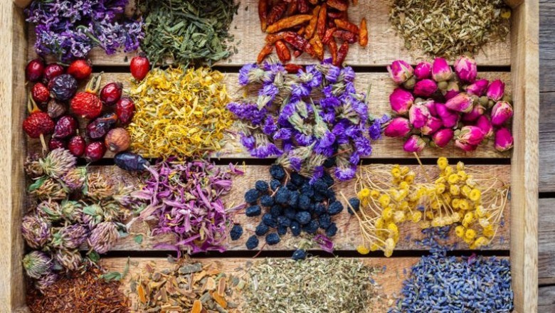Medicine For Lung Inflammation - Medication For Lung Inflammation
