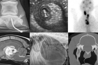Veterinary Imaging Market Shares, Opportunities, Development Status, Key Findings and Growth Forecast 2027 | Fujifilm Holding Corporation, Carestream Health, BCF Technology Ltd, and Idexx Laboratories Inc