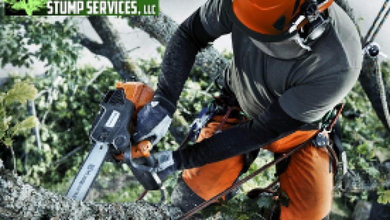 Waveland Tree Removal | Acadian Tree and Stump Removal Service
