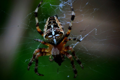 Spiders Control Treating Customers Like Family Since 2008