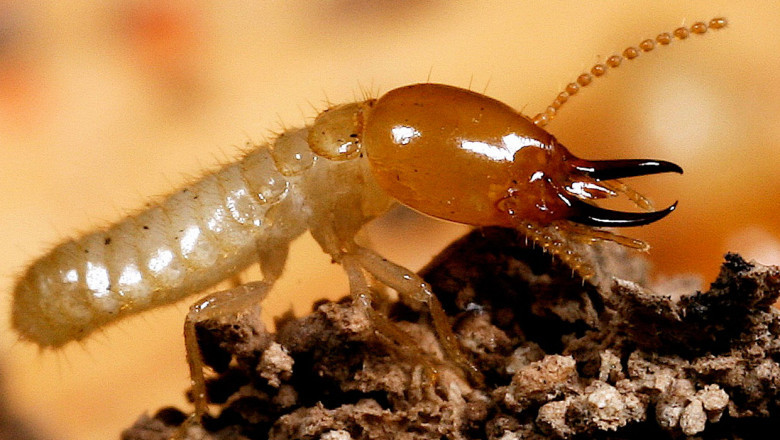 Termite control and management are done at residential and commercial properties to deal with termite infestations that are large enough to cause significant damage to a building.