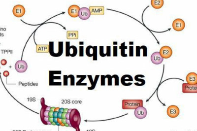 Ubiquitin Enzymes Market in Healthcare Market Is Thriving Worldwide with the outstanding players 2027