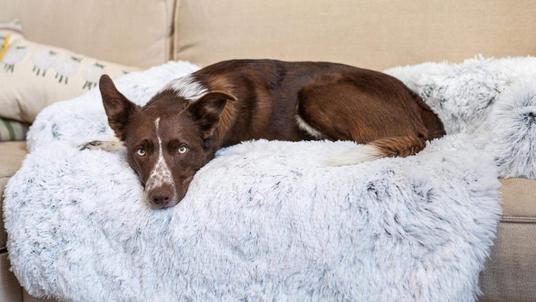 Buy pet accessories - Pet Dog Mat Sofa Dog Bed Thickened Soft Pad Blanket Cushion Home Washable Rug Warm Cat Bed Mat For Couches Car Floor Protector
