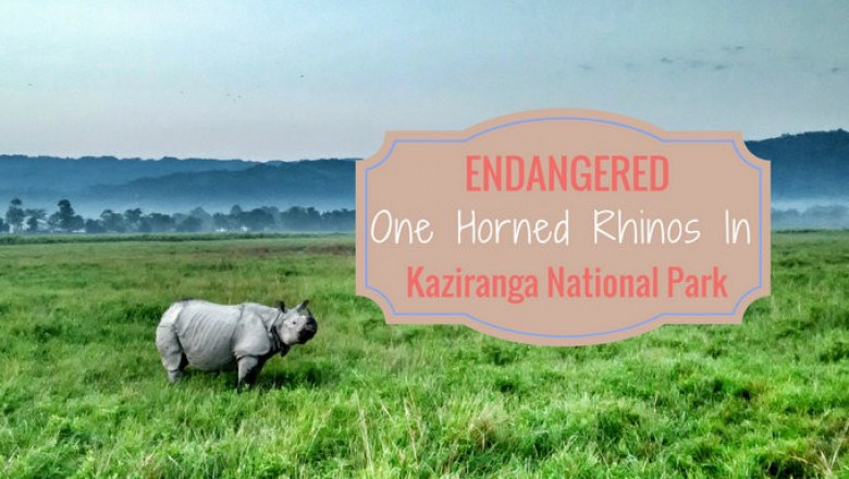 Kaziranga National Park Tour Packages