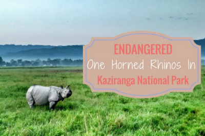 Kaziranga National Park Tour Packages