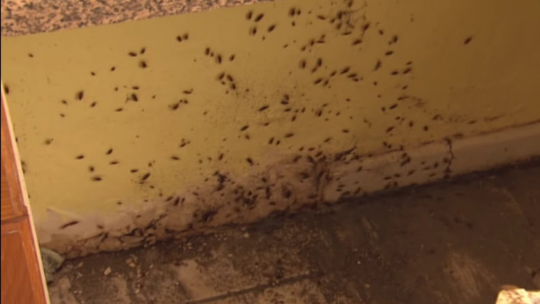 Exterminator Rosenberg Exterminator Rosenberg