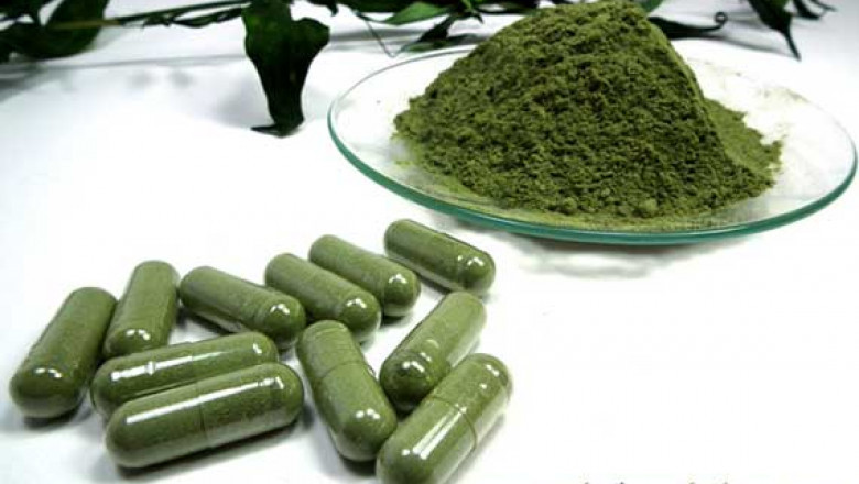 Andrographis paniculata Benefits