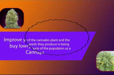 Buy lowryder seeds for medical use or just for leisure