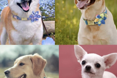 Halloween Sale - Dog collar Personalize | Curlitail