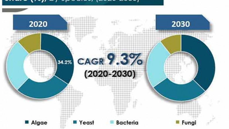 Single Cell Protein Market - Global Industry Analysis by 2031