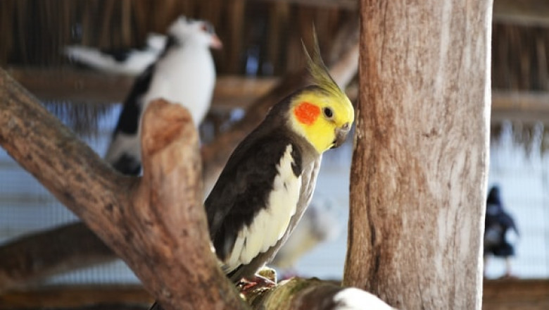 Where to Find Bird Cages?
