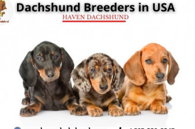 Dachshund Breeders in USA