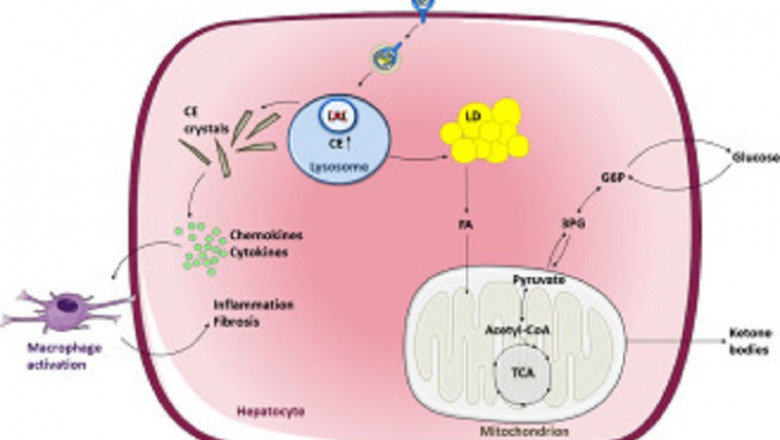 Acid lipase deficiency Market with substantial CAGR including Covid19 Impact | Alexion Pharmaceuticals, Inc, Synageva BioPharma Corp, ArmaGen, Bellicum Pharmaceuticals
