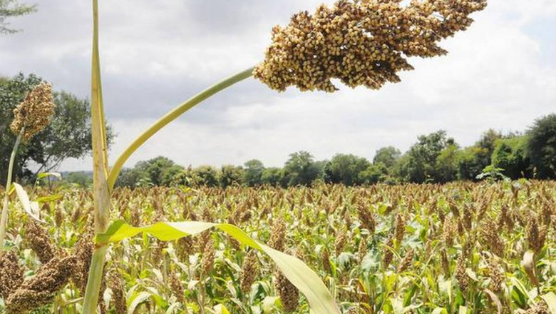 Crop Insurance Market Trends 2021 | Segmentation, Outlook, Industry Report to 2027