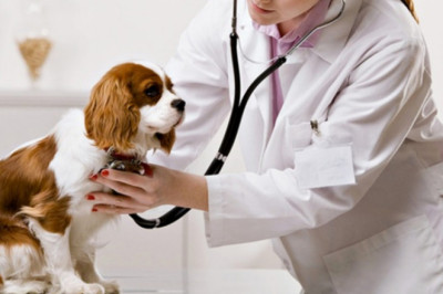Global Animal Healthcare Market Report 2019-2027 With Covid-19 Impacts, Growth And Changes- Cmi