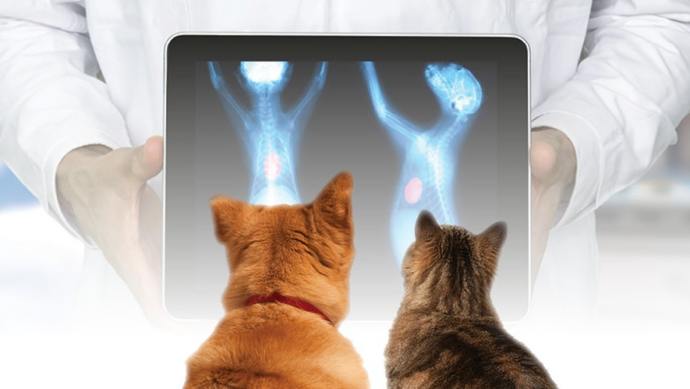 Veterinary Imaging Market Size, Segments, Share, Trends, Demand, Key Player profile and Regional Outlook by 2027