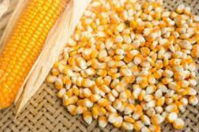 Sweet Corn Seeds Market Expansion Projected To Gain An Uptick During 2027