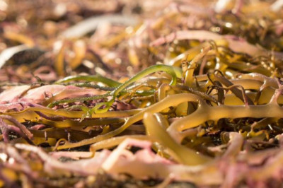 Demand Scenario of Carrageenan Gum Market to Remain Positive Through 2019–2027