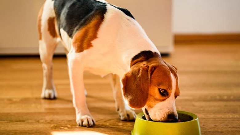 The 12 Best Hypoallergenic Dog Food