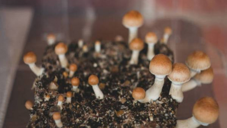 Buy Psilocybe Cubensis online