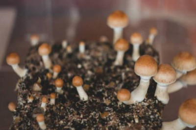 Buy Psilocybe Cubensis online