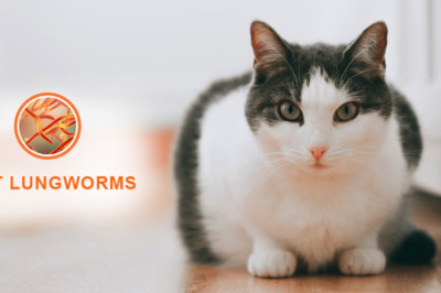 Cat Lungworms – Facts to Know from Symptoms to Prevention | DiscountPetCare