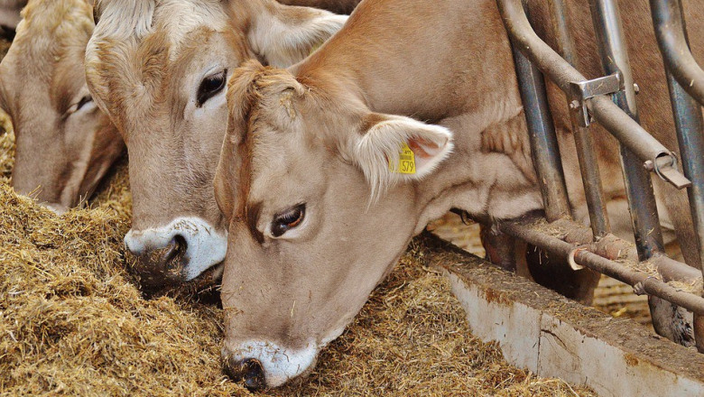 Huge Opportunities in Animal Feed Market 2021: Focus on Advance Technology, Future Plans