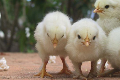 With the increasing prevalence of zoonotic diseases, the Marek Disease Market is growing